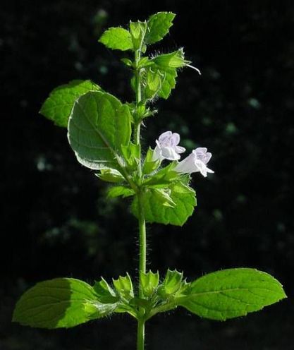 Melissa officinalis