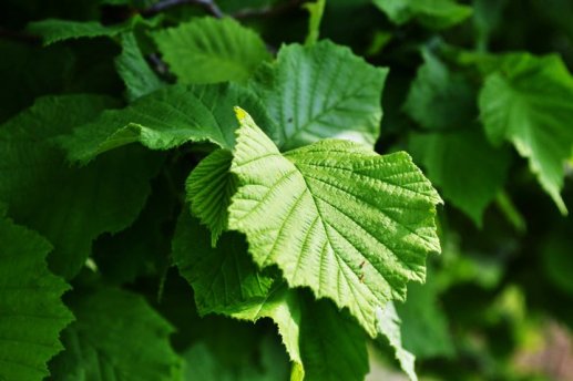 nocciolo_contorto_foglie