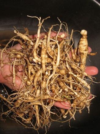radici_ginseng