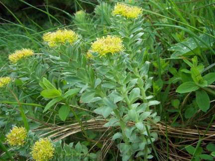 Rhodiola_rosea_a2